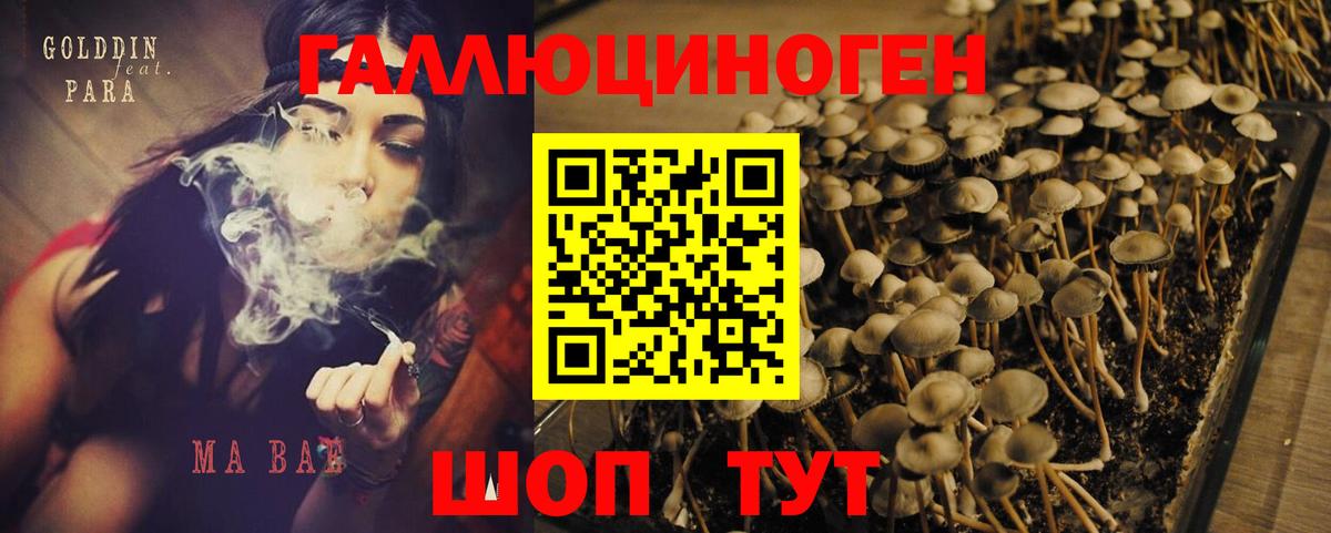 Бердск  Галлюциногенные грибы Psilocybe  наркошоп  Вход с VPN  Псилоцибиновые грибы Cubensis 